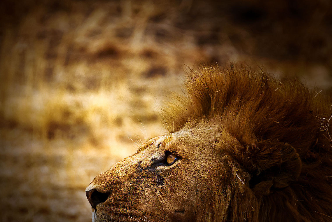 Creative edit of adult male Lion, Serengeti, Tanzania  Africa,Lion,Panthera leo,Serengeti Central,Serengeti National Park,Serengeti area,Tanzania
