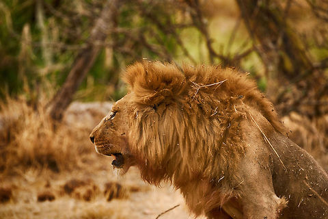 Full mane view on adult male Lion, Serengeti, Tanzania  Africa,Lion,Panthera leo,Serengeti Central,Serengeti National Park,Serengeti area,Tanzania