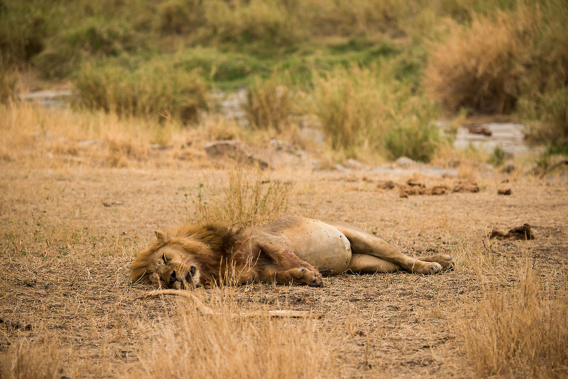 Male lion ate too much, Serengeti, Tanzania I should have recorded a movie from this one. This male Lion in the Serengeti just finished what seems like a very large meal. Check out the tight belly for evidence. It was breathing very heavily almost as if it was dying. Adult lions only require one big meal per weak. Africa,Lion,Panthera leo,Serengeti Central,Serengeti National Park,Serengeti area,Tanzania