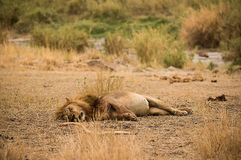 Male lion ate too much, Serengeti, Tanzania I should have recorded a movie from this one. This male Lion in the Serengeti just finished what seems like a very large meal. Check out the tight belly for evidence. It was breathing very heavily almost as if it was dying. Adult lions only require one big meal per weak. Africa,Lion,Panthera leo,Serengeti Central,Serengeti National Park,Serengeti area,Tanzania