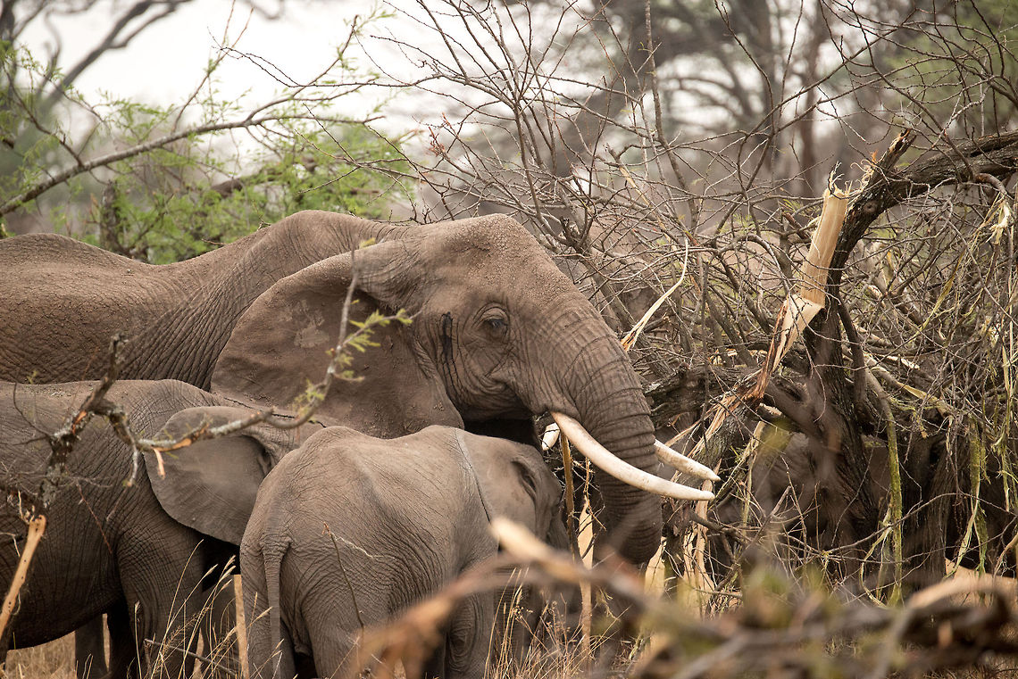 African Elephant family destroying/feeding on Acacia trees in Serengeti, Tanzania  Africa,African bush elephant,Loxodonta africana,Serengeti Central,Serengeti National Park,Serengeti area,Tanzania