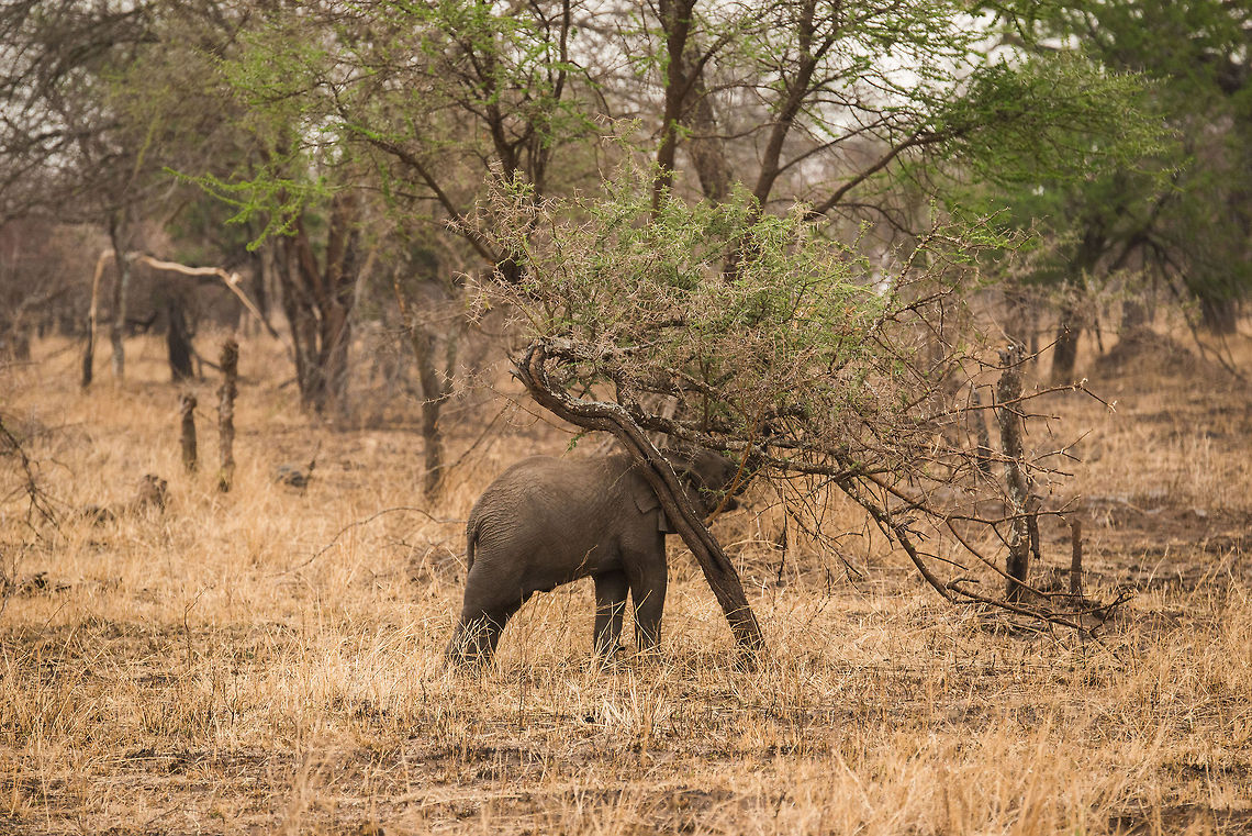 Baby Elephant eats baby Acacia tree Here&#039;s why Acacia trees in the Serengeti never get to grow very tall. Africa,African bush elephant,Loxodonta africana,Serengeti Central,Serengeti National Park,Serengeti area,Tanzania
