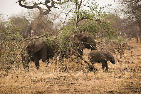 African Elephant family feeding on Acacia trees in Serengeti, Tanzania  Africa,African bush elephant,Loxodonta africana,Serengeti Central,Serengeti National Park,Serengeti area,Tanzania