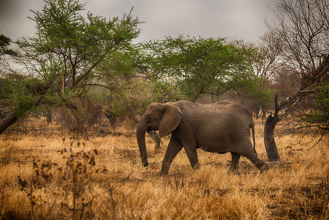 Adult African Bush Elephant, Serengeti, Tanzania The current population of Elephants in the Serengeti is ~2,100, recovering from a dark period of poaching in the 80s and 90s (source: <a href="http://www.serengeti.org/bigfive_elephant.html)" rel="nofollow">http://www.serengeti.org/bigfive_elephant.html)</a>.  Africa,African bush elephant,Loxodonta africana,Serengeti Central,Serengeti National Park,Serengeti area,Tanzania