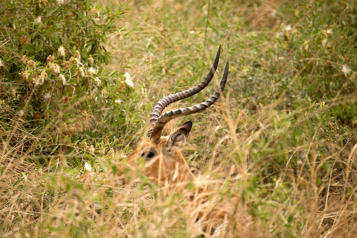 Male Impala hiding in Serengeti bushes  Aepyceros melampus,Africa,Impala,Serengeti Central,Serengeti National Park,Serengeti area,Tanzania
