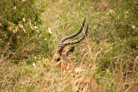 Male Impala hiding in Serengeti bushes  Aepyceros melampus,Africa,Impala,Serengeti Central,Serengeti National Park,Serengeti area,Tanzania