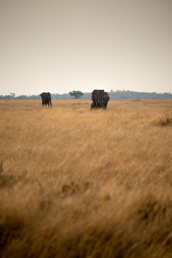 Nomads  Africa,African bush elephant,Loxodonta africana,Serengeti Central,Serengeti National Park,Serengeti area,Tanzania