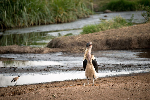 Marabou Stork at Serengeti natural spring Arguably one of mother nature's finest creations, a Marabou Stork is chilling at the edge of a small natural spring in the Serengeti, Tanzania. To the left is a Spur-winged Plover. Africa,Leptoptilos crumeniferus,Marabou Stork,Serengeti Central,Serengeti National Park,Serengeti area,Tanzania