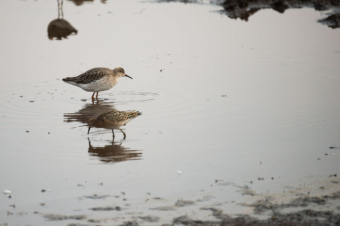 Ruffs (Philomachus pugnax) in Serengeti natural spring waters  Africa,Philomachus pugnax,Ruff,Serengeti Central,Serengeti National Park,Serengeti area,Tanzania