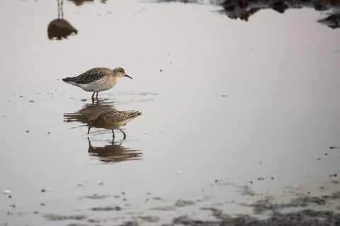 Ruffs (Philomachus pugnax) in Serengeti natural spring waters  Africa,Philomachus pugnax,Ruff,Serengeti Central,Serengeti National Park,Serengeti area,Tanzania