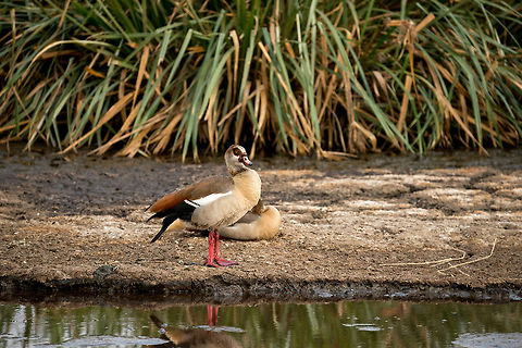 Egyptian Goose in Serengeti natural spring waters This would appear like a classic zoo scene, with artificial habitat included. This, however, is in the Serengeti. Africa,Alopochen aegyptiacus,Egyptian Goose,Serengeti Central,Serengeti National Park,Serengeti area,Tanzania