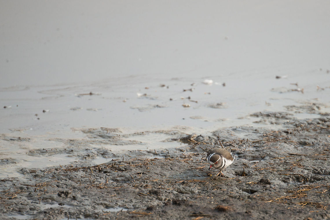 Three-banded Plover in Serengeti natural spring water Not a great photo, but it&#039;s the best one I have of this species. Africa,Charadrius tricollaris,Serengeti Central,Serengeti National Park,Serengeti area,Tanzania,Three-banded Plover