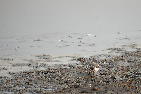Three-banded Plover in Serengeti natural spring water Not a great photo, but it's the best one I have of this species. Africa,Charadrius tricollaris,Serengeti Central,Serengeti National Park,Serengeti area,Tanzania,Three-banded Plover