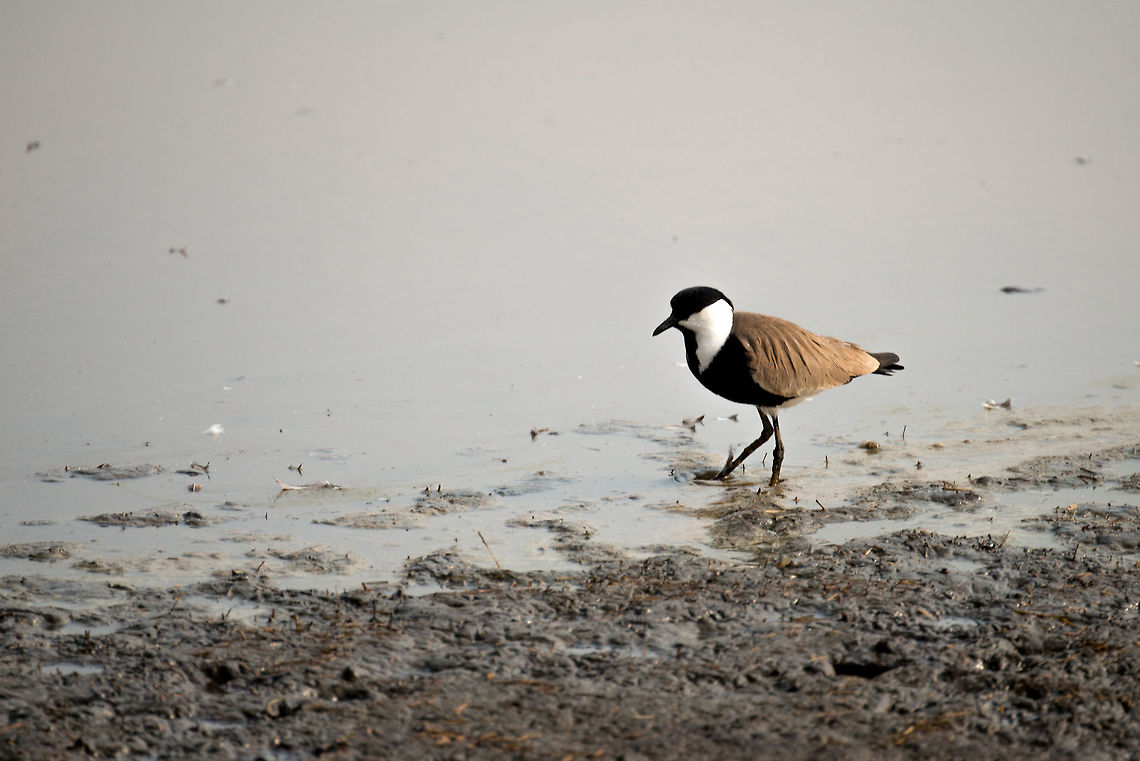 Spur-winged Plover in Serengeti natural spring water  Africa,Serengeti Central,Serengeti National Park,Serengeti area,Spur-winged Lapwing,Tanzania,Vanellus spinosus