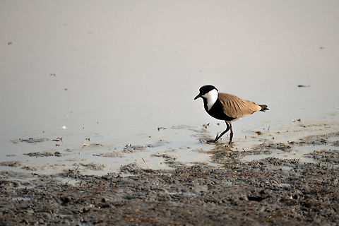 Spur-winged Plover in Serengeti natural spring water  Africa,Serengeti Central,Serengeti National Park,Serengeti area,Spur-winged Lapwing,Tanzania,Vanellus spinosus