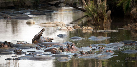 Hippopotamus pool in Serengeti natural spring water During the dry season, Hippos get a bit cranky for being stuck in tiny spring water like these. Note the one dead hippo belly up, a German research center located in the Serengeti suggests it died of a disease. Disease is not the only threat to hippos. Now that Rhinos are near extinct, each individual in the Serengeti 24/7 GPS-tracked, poachers are moving on to Hippo tusks, as a source of imaginary magical powers, but above all, as a source of money. Africa,Hippopotamus,Hippopotamus amphibius,Serengeti Central,Serengeti National Park,Serengeti area,Tanzania