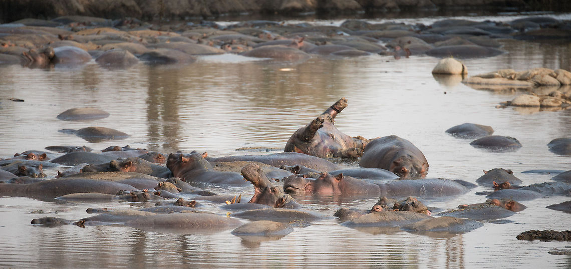 Hippopotamus yawns in small spring water pool, Serengeti, Tanzania During the dry season, natural spring water ensures a steady flow of water for the wildlife of the Serengeti. Yet still, space is limited, thus water-bound animals need to share. This small water pool is crammed with hippos and crocs. Africa,Hippopotamus,Hippopotamus amphibius,Serengeti Central,Serengeti National Park,Serengeti area,Tanzania