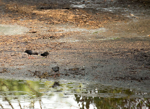 Black Crakes in Serengeti spring waters, Tanzania A poor shot in many ways, but I wanted to share the species. Zoom in to see that they are looking quite slick, with their red eyes and very pointy beaks. This scene seems to include a chick, likely the left Crake is the mother. Africa,Amaurornis flavirostra,Black Crake,Serengeti Central,Serengeti National Park,Serengeti area,Tanzania
