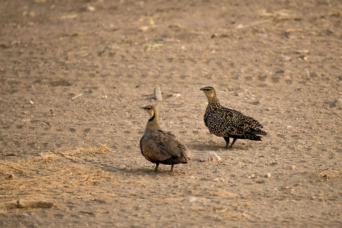 Yellow-throated Sandgrouse couple, Serengeti, Tanzania The female is the spotted one, the other one being the male. Looks like in this case the female is actually more beautiful, a rare thing in the world of birds. Africa,Pterocles gutturalis,Serengeti Central,Serengeti National Park,Serengeti area,Tanzania,Yellow-throated Sandgrouse
