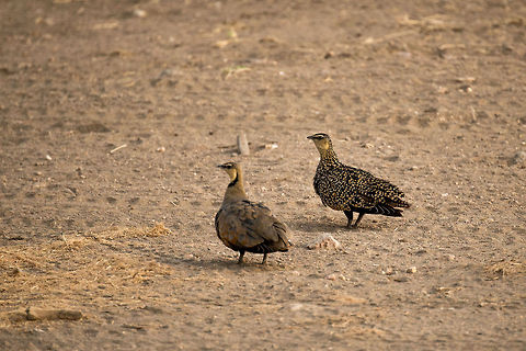 Yellow-throated Sandgrouse couple, Serengeti, Tanzania The female is the spotted one, the other one being the male. Looks like in this case the female is actually more beautiful, a rare thing in the world of birds. Africa,Pterocles gutturalis,Serengeti Central,Serengeti National Park,Serengeti area,Tanzania,Yellow-throated Sandgrouse