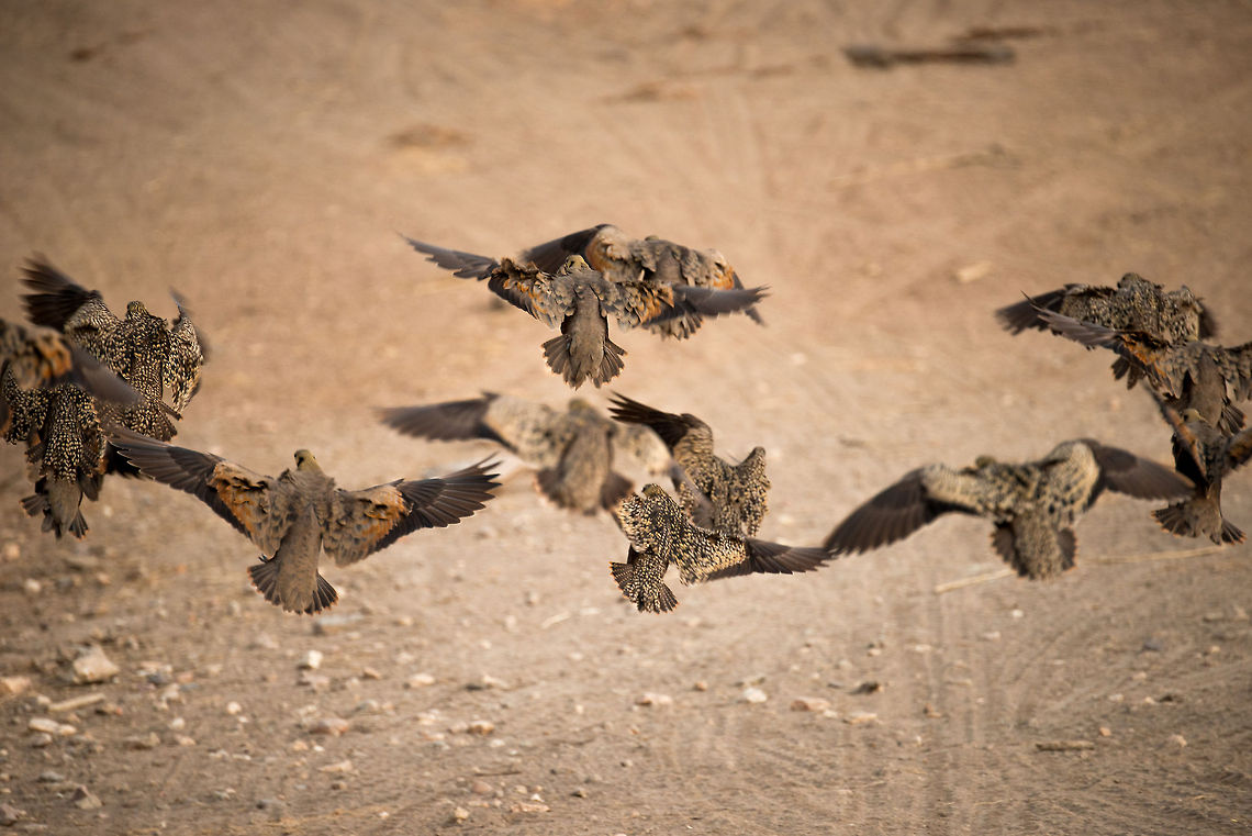 Yellow-throated Sandgrouse flock landing in Serengeti, Tanzania It seems like a balanced flock of them, judging by gender. The ones with the spotted backs are the females. Africa,Pterocles gutturalis,Serengeti Central,Serengeti National Park,Serengeti area,Tanzania,Yellow-throated Sandgrouse