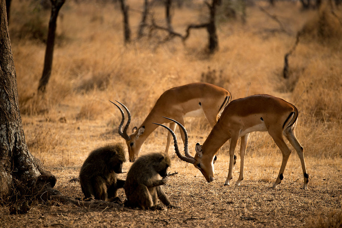 Impala bachelors feeding around Baboons, Serengeti, Tanzania Male bachelor Impalas in the Serengeti feed around a tree area holding a Baboon clan. This situation is not entirely without danger, baboons have been reported to kill Impalas. Aepyceros melampus,Africa,Impala,Serengeti Central,Serengeti National Park,Serengeti area,Tanzania