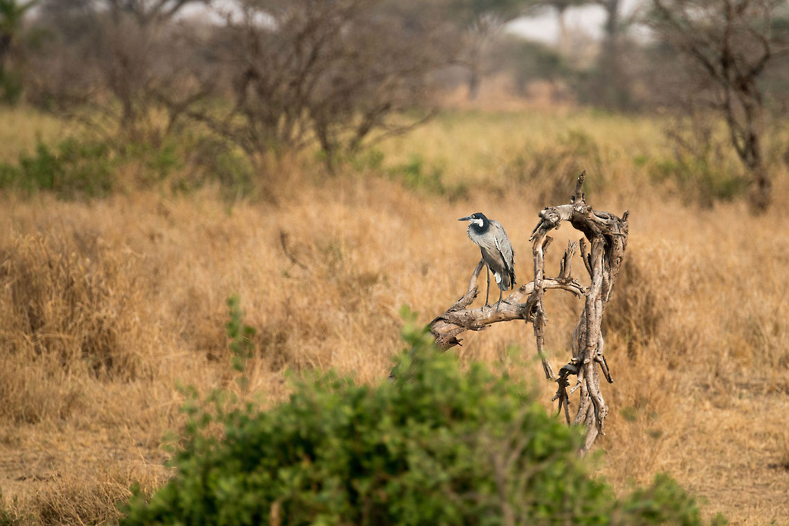 Black-headed Heron in Serengeti habitat  Africa,Ardea melanocephala,Black-headed Heron,Serengeti Central,Serengeti National Park,Serengeti area,Tanzania