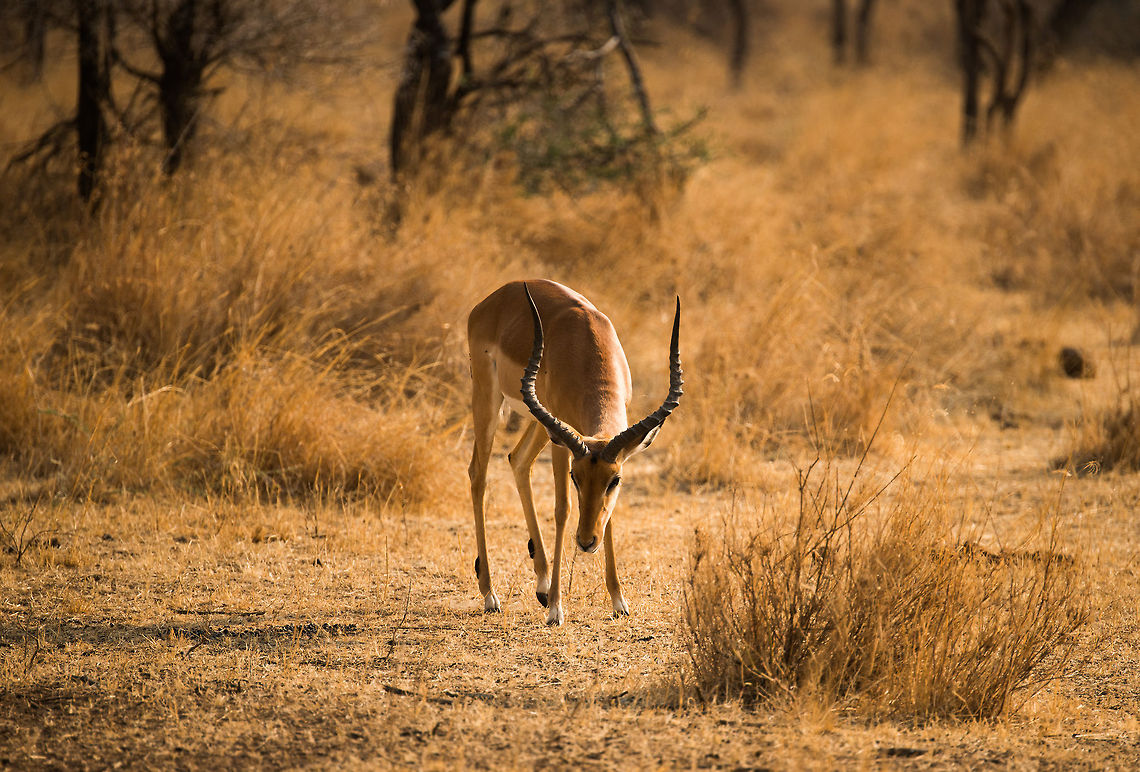 Male Impala feeding, Serengeti, Tanzania As a male Impala, you&#039;re either a bachelor (loser), or you own your own harem with many females. I&#039;m not clear whether that makes for a winner, given the responsibilities and many fights required to stay in that position. Aepyceros melampus,Africa,Impala,Serengeti Central,Serengeti National Park,Serengeti area,Tanzania