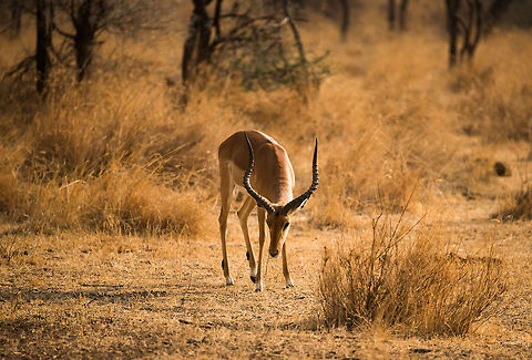Male Impala feeding, Serengeti, Tanzania As a male Impala, you're either a bachelor (loser), or you own your own harem with many females. I'm not clear whether that makes for a winner, given the responsibilities and many fights required to stay in that position. Aepyceros melampus,Africa,Impala,Serengeti Central,Serengeti National Park,Serengeti area,Tanzania