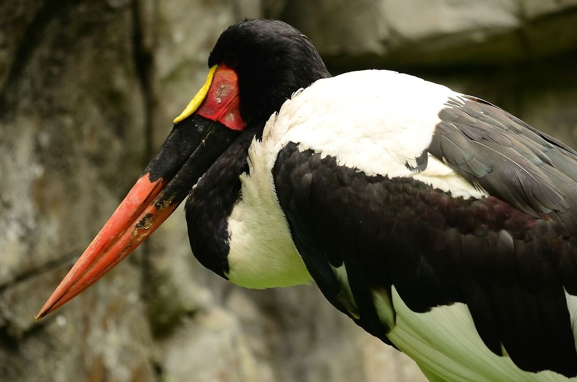 Saddle-billed Stork closeup A very large bird this Ephippiorhynchus is. I am unsure whether it is male or female, since both sexes have the same colors of feather. These birds eat everything they can, including insects, fish, small mammals, crabs and frogs. Birds,Ephippiorhynchus senegalensis,Rhenen Zoo,Saddle-billed Stork,Stork
