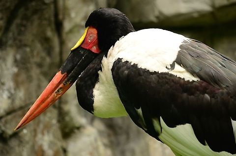 Saddle-billed Stork closeup A very large bird this Ephippiorhynchus is. I am unsure whether it is male or female, since both sexes have the same colors of feather. These birds eat everything they can, including insects, fish, small mammals, crabs and frogs. Birds,Ephippiorhynchus senegalensis,Rhenen Zoo,Saddle-billed Stork,Stork