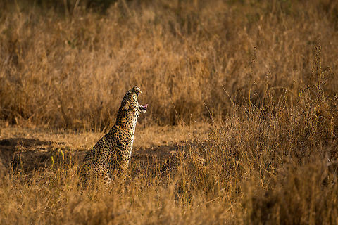 Leopard yawning in Serengeti The Serengeti is abundant in wildlife, spotting big cats is no rarity. Spotting a leopard though grabs everyone's attention, even more so when it is in on the ground with a clear view. We spent about an hour observing this family of Leopards, and I still did not want to leave. I consider them the most beautiful big cat, with only the tiger more beautiful. Africa,Leopard,Panthera pardus,Serengeti Central,Serengeti National Park,Serengeti area,Tanzania