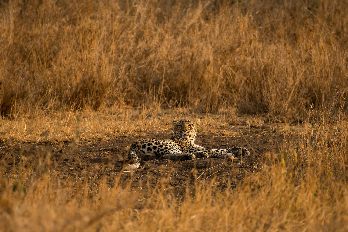 Lazy Leopard in the Serengeti, Tanzania No matter how fearsome, cats will be cats. When our cat lies this way, it is an invite for a belly rub and tickling its back paws. It took me 6 months before this was allowed, before I would be treated to a razor blade claw treatment. I wonder if I could do the same with this cat. Africa,Leopard,Panthera pardus,Serengeti Central,Serengeti National Park,Serengeti area,Tanzania