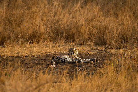 Lazy Leopard in the Serengeti, Tanzania No matter how fearsome, cats will be cats. When our cat lies this way, it is an invite for a belly rub and tickling its back paws. It took me 6 months before this was allowed, before I would be treated to a razor blade claw treatment. I wonder if I could do the same with this cat. Africa,Leopard,Panthera pardus,Serengeti Central,Serengeti National Park,Serengeti area,Tanzania