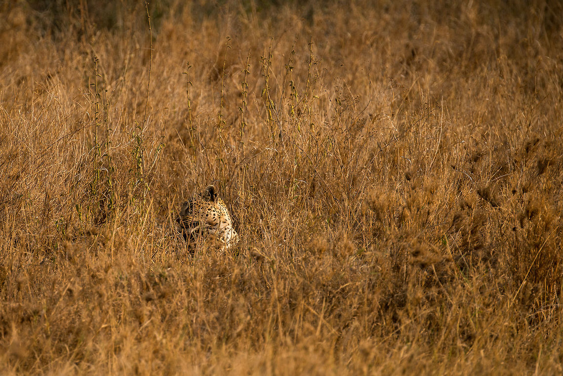 Hidden leopard youngster, Serengeti, Tanzania When you see an adult Leopard, all eyes are on her/him. Be sure to look around though, as often they hide their cubs in the surroundings, such as here. Africa,Leopard,Panthera pardus,Serengeti Central,Serengeti National Park,Serengeti area,Tanzania