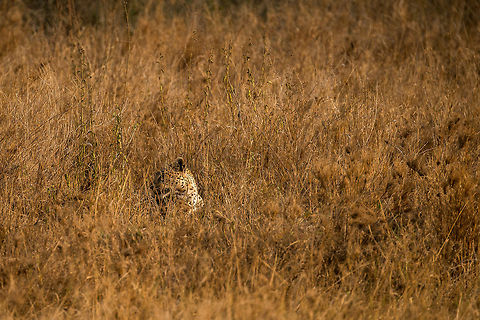 Hidden leopard youngster, Serengeti, Tanzania When you see an adult Leopard, all eyes are on her/him. Be sure to look around though, as often they hide their cubs in the surroundings, such as here. Africa,Leopard,Panthera pardus,Serengeti Central,Serengeti National Park,Serengeti area,Tanzania