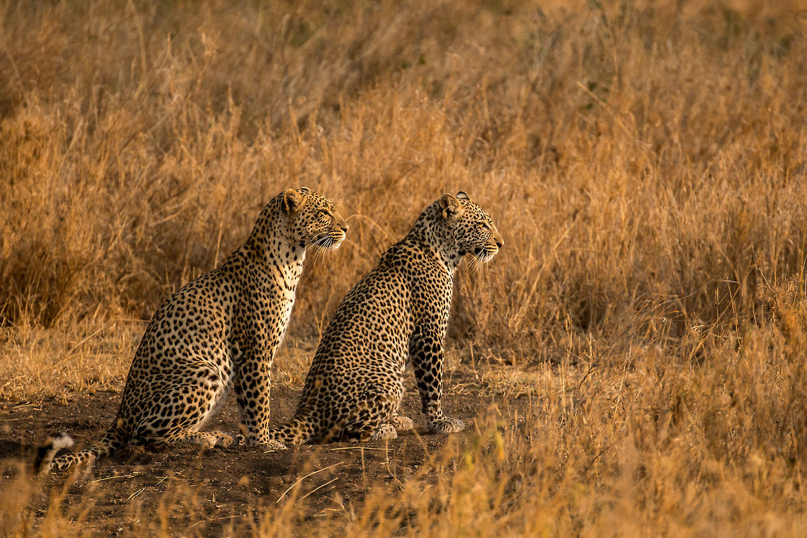 Leopard couple in the Serengeti, Tanzania 1 of 3 I am simply mesmerized by their beauty. I couldn&#039;t take my eyes of them for a full hour, but could do so all day. Africa,Leopard,Panthera pardus,Serengeti Central,Serengeti National Park,Serengeti area,Tanzania