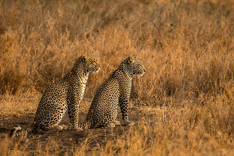 Leopard couple in the Serengeti, Tanzania 1 of 3 I am simply mesmerized by their beauty. I couldn't take my eyes of them for a full hour, but could do so all day. Africa,Leopard,Panthera pardus,Serengeti Central,Serengeti National Park,Serengeti area,Tanzania