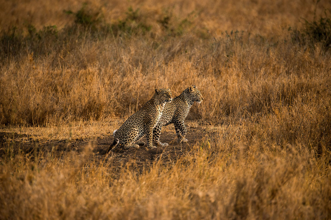 Leopard couple in the Serengeti, Tanzania 2 of 3  Africa,Leopard,Panthera pardus,Serengeti Central,Serengeti National Park,Serengeti area,Tanzania