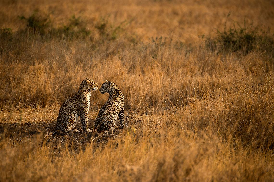 Leopard couple in the Serengeti, Tanzania 3 of 3 Each year we print poster-size photos, 3 of them, for last year&#039;s trip. One of them takes the center place, and appears to everyone entering our house. This is the one for our trip to Tanzania. We are simply fascinated by Leopards, and loved the light in this one, but also the soft side of the one cat turning to the other. Africa,Leopard,Panthera pardus,Serengeti Central,Serengeti National Park,Serengeti area,Tanzania