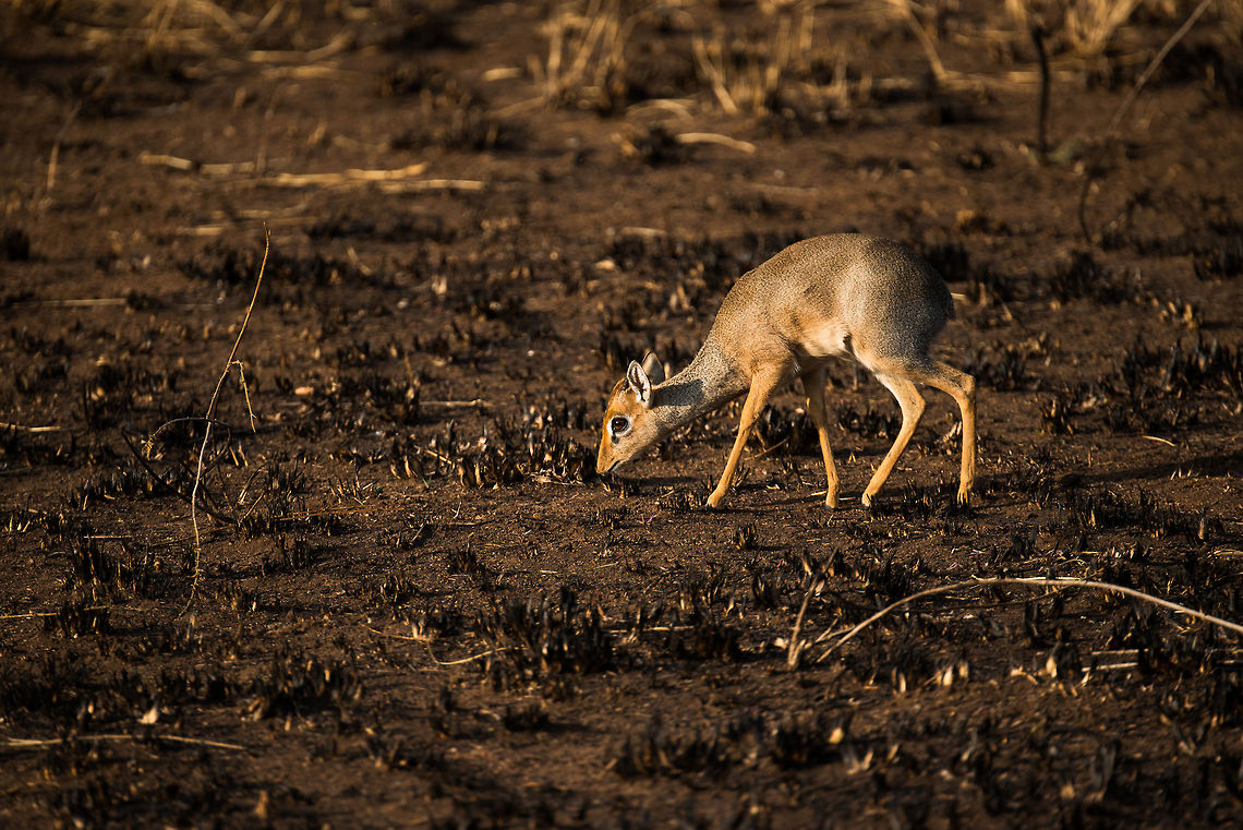 Dik-dik on baked earth in Serengeti, Tanzania This is not as bad as it looks. In the Serengeti, it is common for rangers to burn down grasslands in a controlled manner in order to trigger the growth of new grass. The new grass survives the fire as it is under ground. As the Serengeti basically consists of grass mostly, there is little unwanted damage to the habitat. Africa,Kirks dik-dik,Madoqua kirkii,Serengeti Central,Serengeti National Park,Serengeti area,Tanzania
