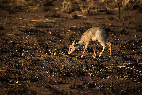 Dik-dik on baked earth in Serengeti, Tanzania This is not as bad as it looks. In the Serengeti, it is common for rangers to burn down grasslands in a controlled manner in order to trigger the growth of new grass. The new grass survives the fire as it is under ground. As the Serengeti basically consists of grass mostly, there is little unwanted damage to the habitat.  Africa,Kirks dik-dik,Madoqua kirkii,Serengeti Central,Serengeti National Park,Serengeti area,Tanzania