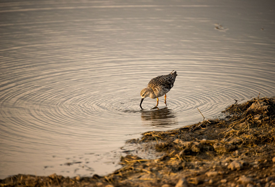 Ruff probing for food in Serengeti spring water  Africa,Philomachus pugnax,Ruff,Serengeti Central,Serengeti National Park,Serengeti area,Tanzania