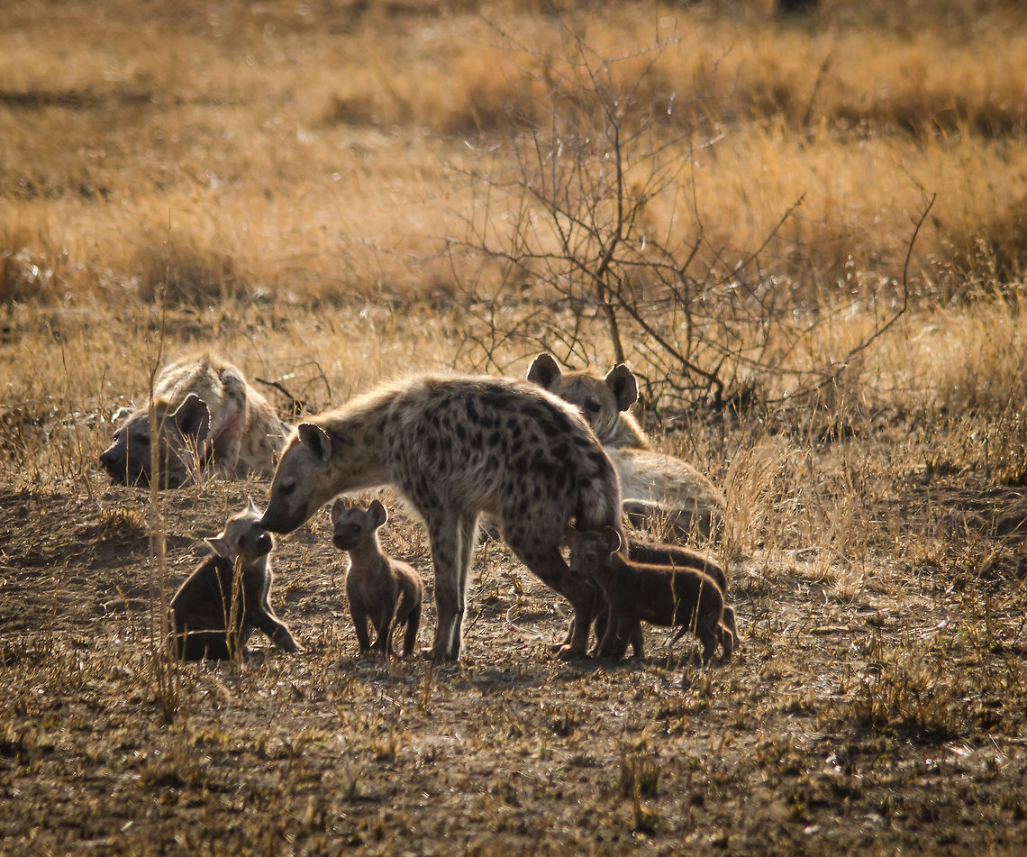 Spotted Hyena as caring parent in Serengeti, Tanzania The soft side of Hyenas. Africa,Crocuta crocuta,Geotagged,Serengeti Central,Serengeti National Park,Serengeti area,Spotted Hyena,Tanzania
