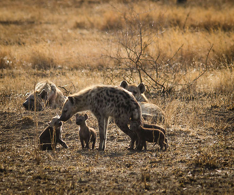 Spotted Hyena as caring parent in Serengeti, Tanzania The soft side of Hyenas. Africa,Crocuta crocuta,Geotagged,Serengeti Central,Serengeti National Park,Serengeti area,Spotted Hyena,Tanzania