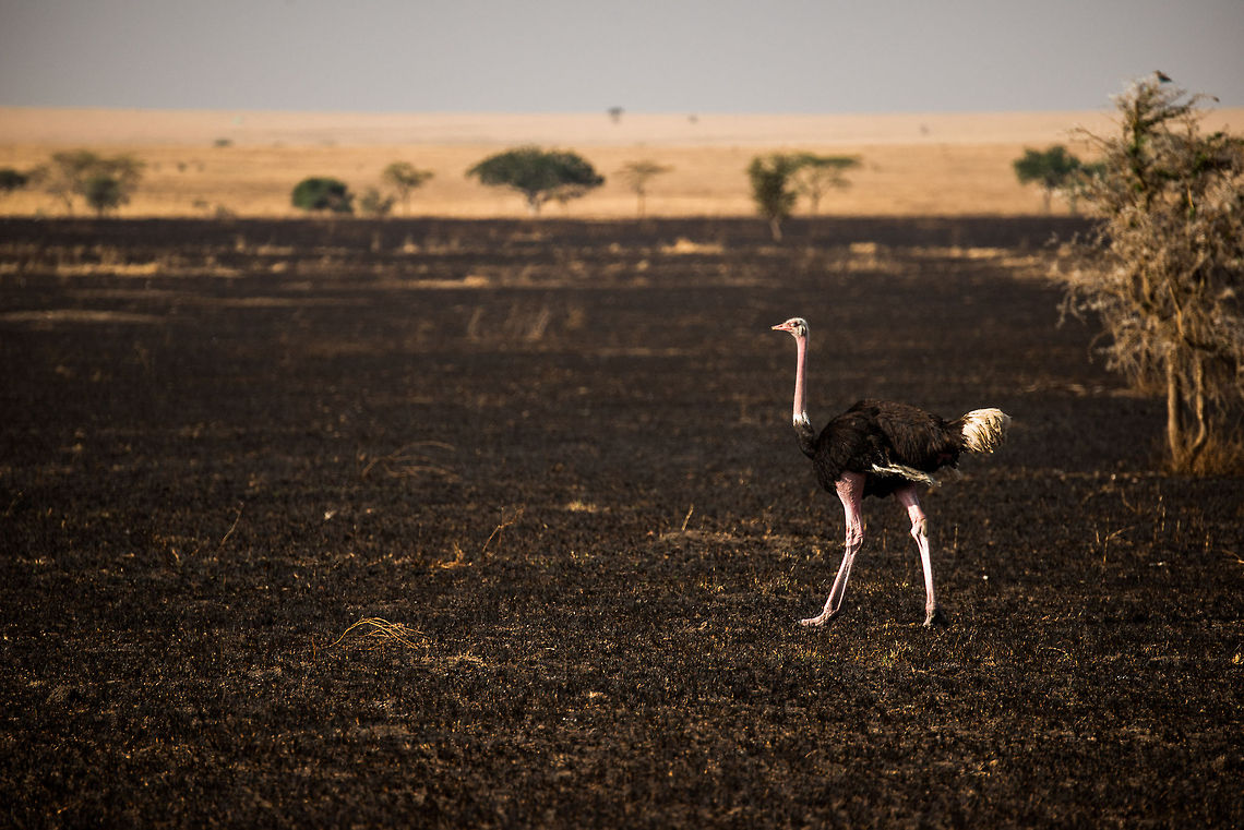 Male Ostrich on burned grasslands in the Serengeti Have a good look at those legs, clearly they are made for running. Africa,Ostrich,Serengeti Central,Serengeti National Park,Serengeti area,Struthio camelus,Tanzania