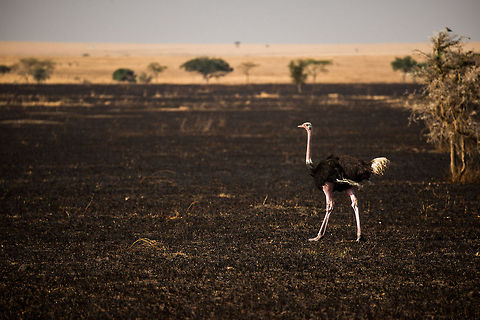 Male Ostrich on burned grasslands in the Serengeti Have a good look at those legs, clearly they are made for running. Africa,Ostrich,Serengeti Central,Serengeti National Park,Serengeti area,Struthio camelus,Tanzania