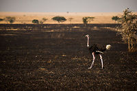 Male Ostrich on burned grasslands in the Serengeti Have a good look at those legs, clearly they are made for running. Africa,Ostrich,Serengeti Central,Serengeti National Park,Serengeti area,Struthio camelus,Tanzania