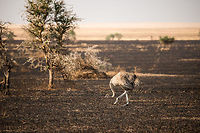 Female Ostrich on burned grasslands in the Serengeti  Africa,Ostrich,Serengeti Central,Serengeti National Park,Serengeti area,Struthio camelus,Tanzania