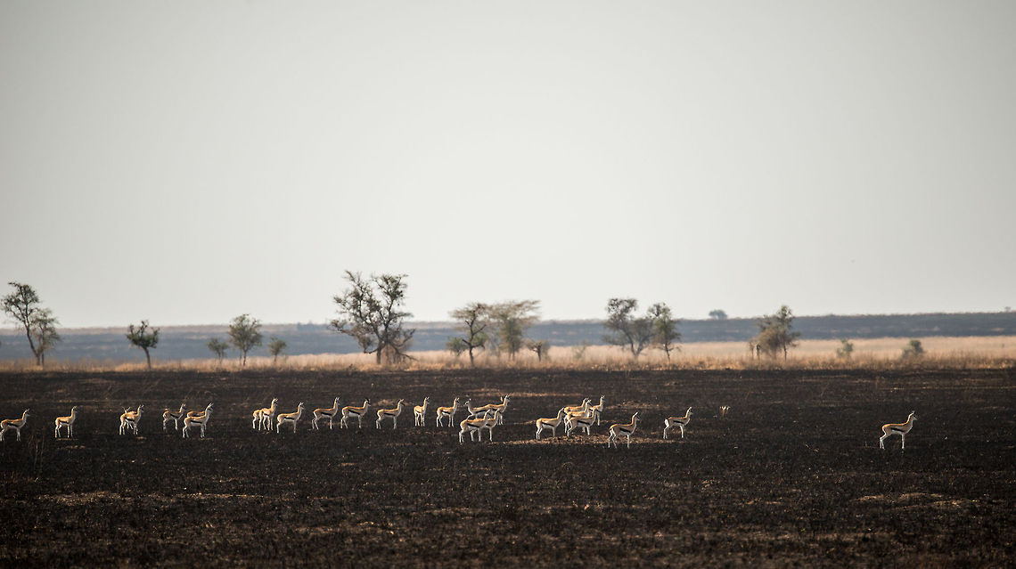 Tommys on cheetah alert in the Serengeti When herds of gazelles are all facing the same direction, ears pointed forward, it is a pretty strong clue that danger is near. In this case two cheetahs are spotted very close by. Given the explosive speed of cheetahs, gazelles know to keep a large gap before running away.  Africa,Eudorcas thomsonii,Serengeti Central,Serengeti National Park,Serengeti area,Tanzania,Thomsons gazelle